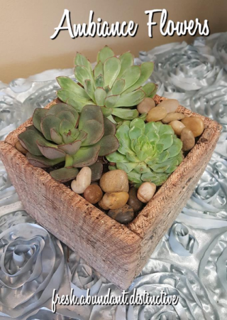 Desert Oasis Succulent Garden
