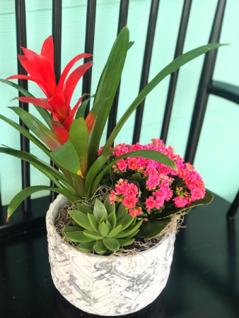 Desert Sunset Blooming Garden