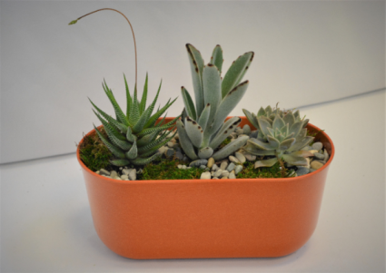 DESERT WONDER SUCCULENTS PLANTS - SUCCULENTS