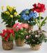 Designer Choice Blooming Plant 