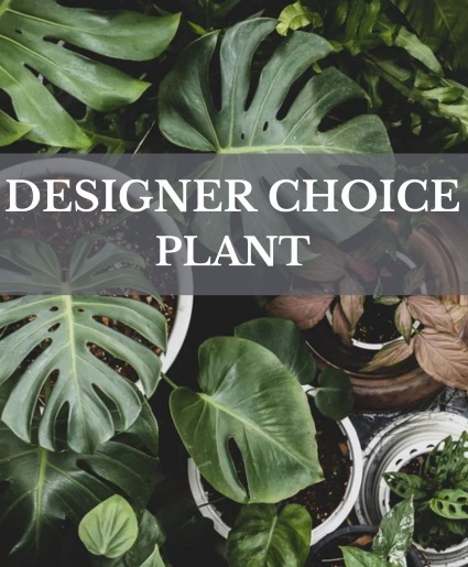 Designer Choice Plant Plant