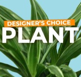 Plant Selection Designers Choice