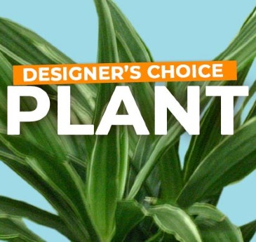 Plant Selection Designers Choice in Fort Worth, TX | DAVIS FLORAL DESIGNS