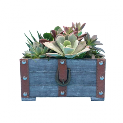 Designer Crate of Succulents 
