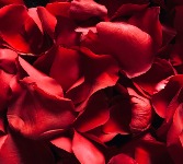 Designer Creation Valentine $200|$225|$275 