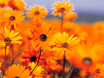 Designer Special - BEST VALUE! Designer Choice Flowers