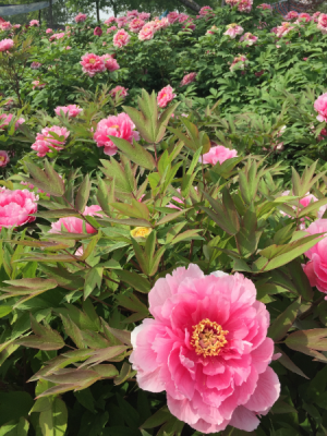 Designer's choice in Lake Zurich, IL | Lake Zurich Florist Designer's choice in Lake Zurich, IL | Lake Zurich Florist