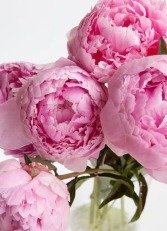 Designers Choice  Arrangement Mixed Flower with Peonies