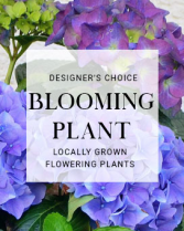 Blooming Hydrangea 