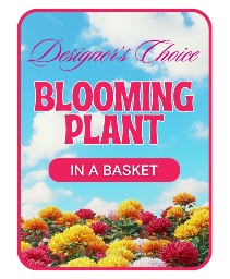 Designer's Choice Blooming Plant Flower Arrangement