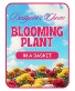 Designer's Choice Blooming Plant Flower Arrangement