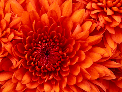 Designer's Choice Bouquet