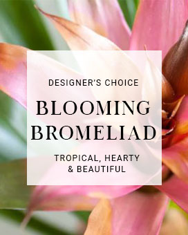 Designer's Choice Bromeliad