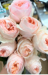Designer's Choice Princess Collection Garden Roses 