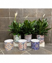 Designer's choice decorative container with plant 