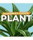 Designer's Choice Deluxe Plant