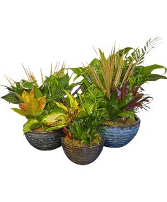 Category Image