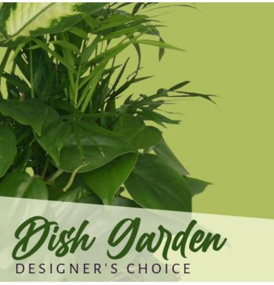 Designer's Choice Dish Garden Assorted Plants