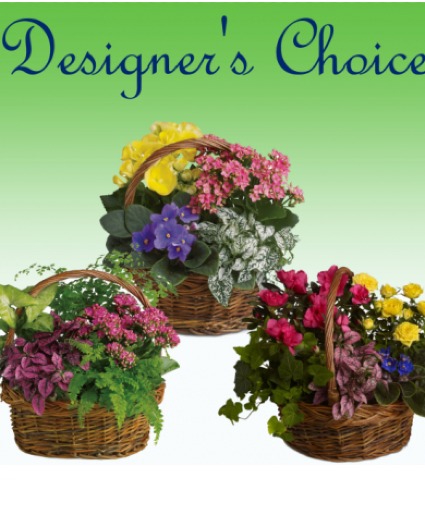 Designer's Choice European Blooming  Plant Basket