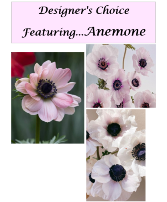 Designer's Choice featuring Anemone Vase Arrangement