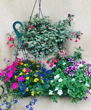 Designer's Choice Full Sun  Outdoor Hanging Basket 