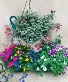 Designer's Choice Full Sun  Outdoor Hanging Basket 