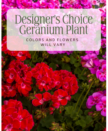 Designer's Choice Geranium Plant Plant in Nevada, IA | Flower Bed