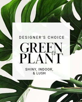 Designer's Choice Green Plant 