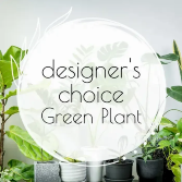 Designer's Choice - Green Plant 