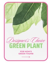 Designer's Choice Green Plant Flower Arrangement