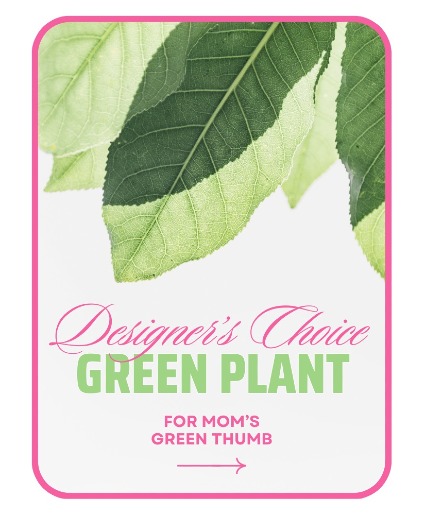 Designer's Choice Green Plant Flower Arrangement