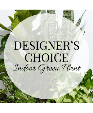 Designer's Choice Indoor Green Plant Plant
