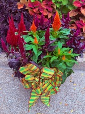 Designer's Choice - Mixed Celosia Pot 