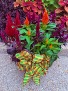 Designer's Choice - Mixed Celosia Pot 