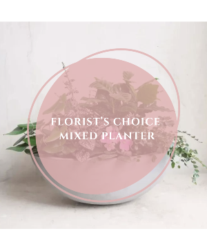 Florist's Choice Mixed Planter 