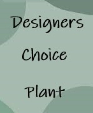 Designers Choice Plant 