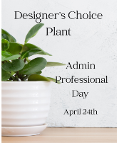 Designer's Choice - Plant Arrangement