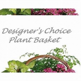 Designers Choice Plant Basket  plants