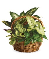 Designers Choice Plant Basket 