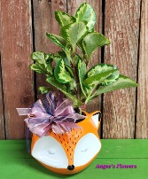 Designer's Choice Plant, Fox Planter Green Plant