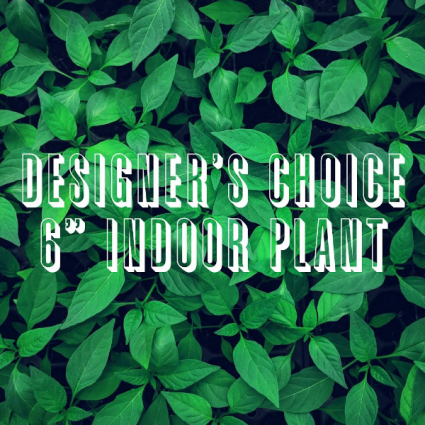Designer’s Choice Plant Plant