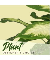 Designer's Choice Premium Plant