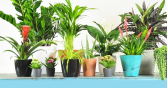 Designers Choice Planter Plants