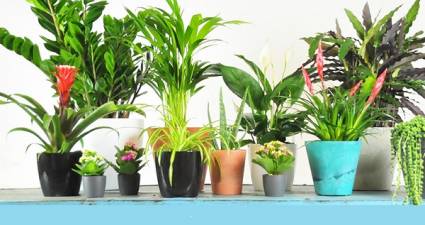 Designers Choice Planter Plants
