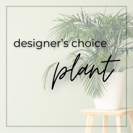 Designer’s Choice Potted Plant