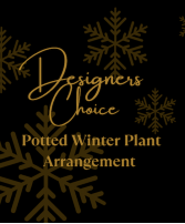 Designers Choice Potted Winter Plant Arrangement  