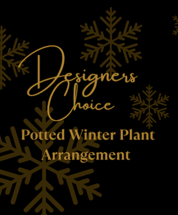 Designers Choice Potted Winter Plant Arrangement   in Bobcaygeon, ON | Bobcaygeon Flower Company