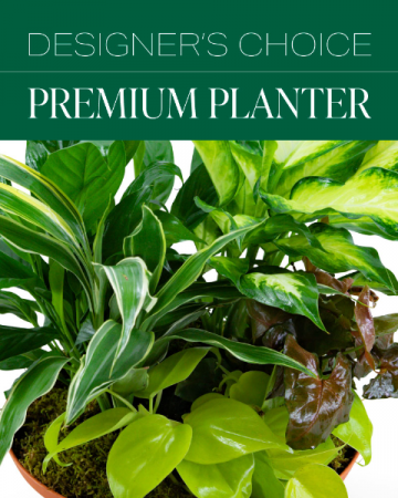 Designer's Choice Premium Planter Plant in Macon, GA | PETALS, FLOWERS & MORE