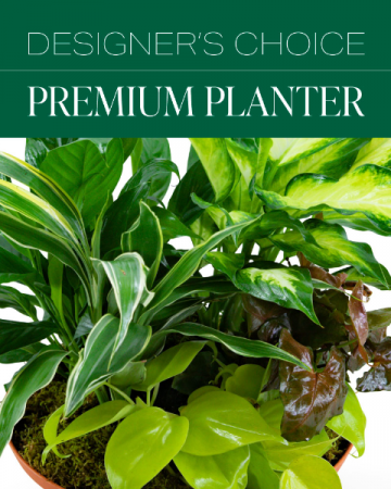 Designer's Choice Premium Planter Plant in Macon, GA | PETALS, FLOWERS & MARKET