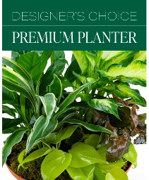 Designer's Choice Premium Planter Plant